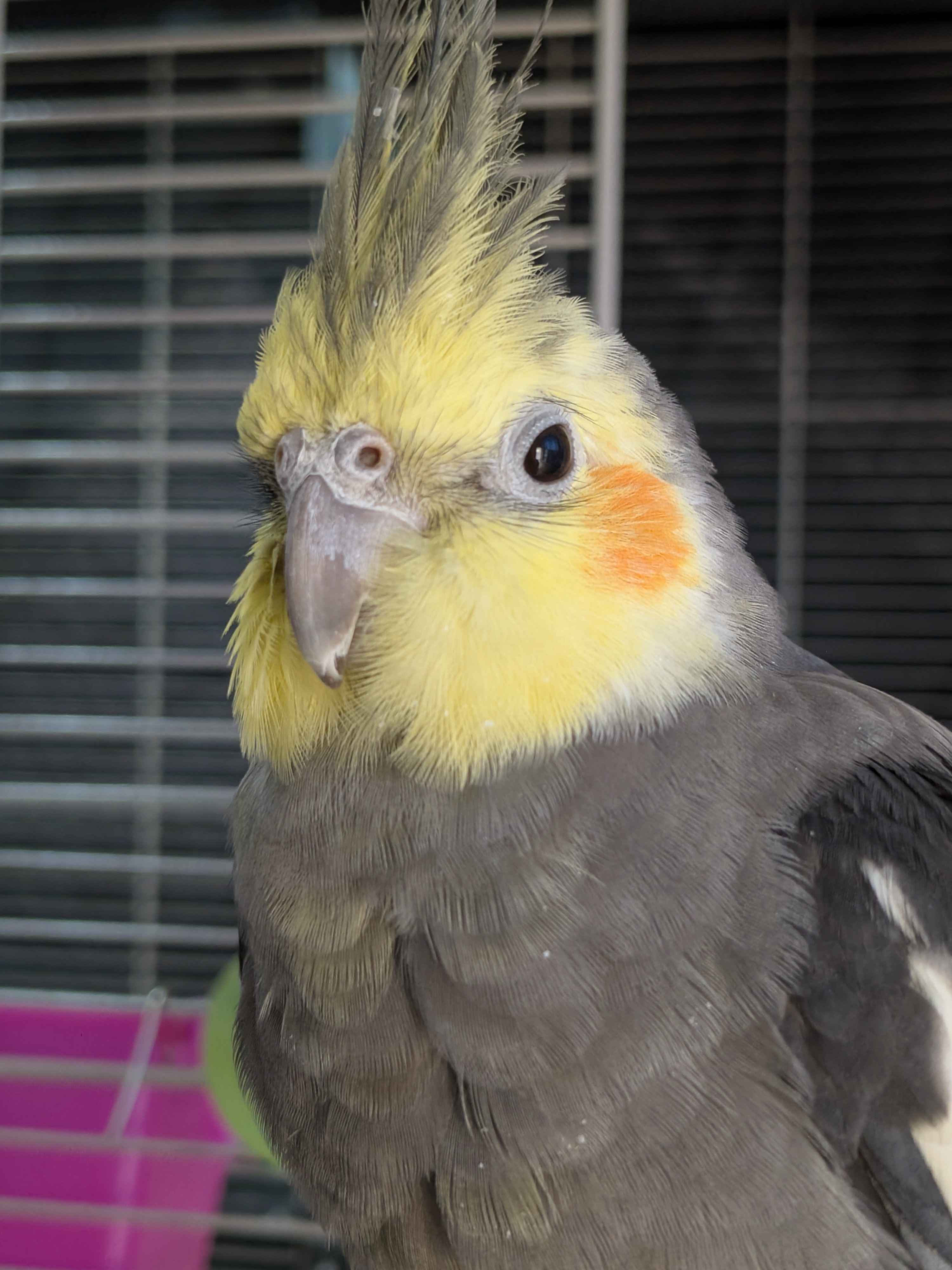 Ugo Profile Picture